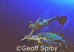 freediver and turtle by Geoff Spiby 